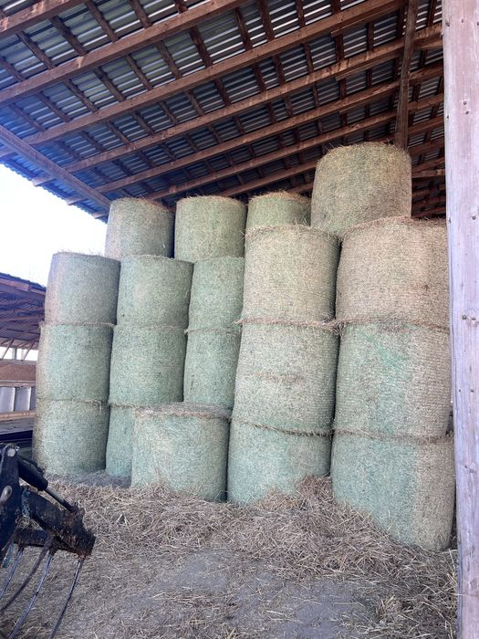 Vand baloti de lucerna 120/120