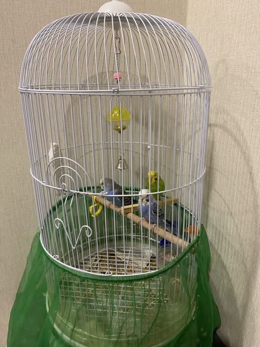 Волнистый попугай