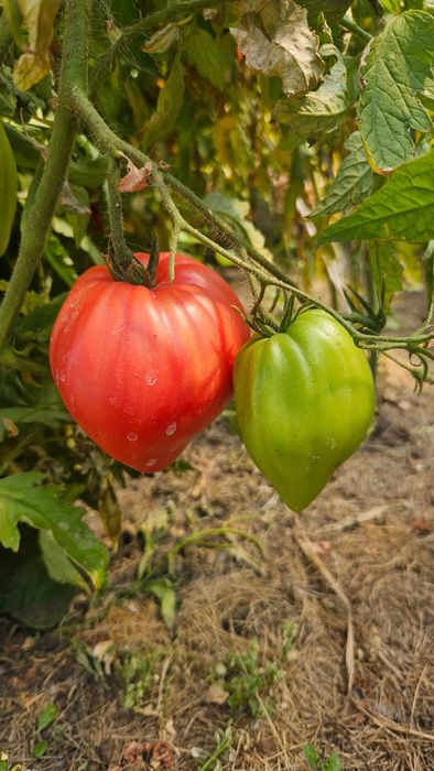 Продам домашние помидоры с куста