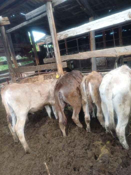 Бұзаулар сатылады