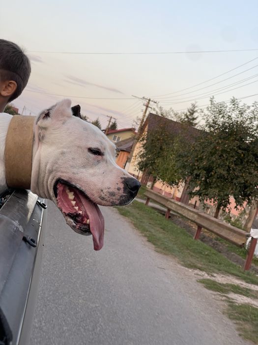 Mascul Dog Argentinian / Dogo Argentino