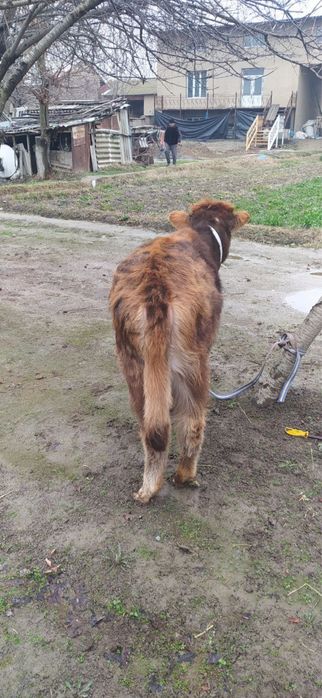 Гуножин молар 2 дона