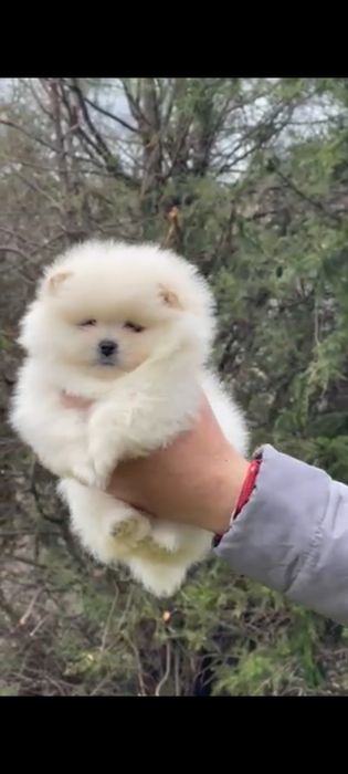 Померан померани