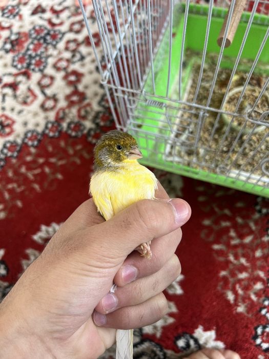 Sayrab turgan qushlar sotiladi 300mingdan 2 ta bor