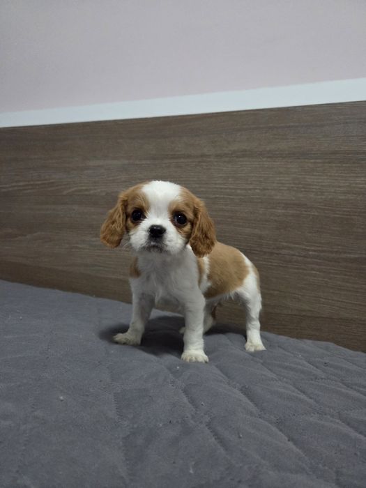 Кавалер Кинг Чарлз Шпаньол