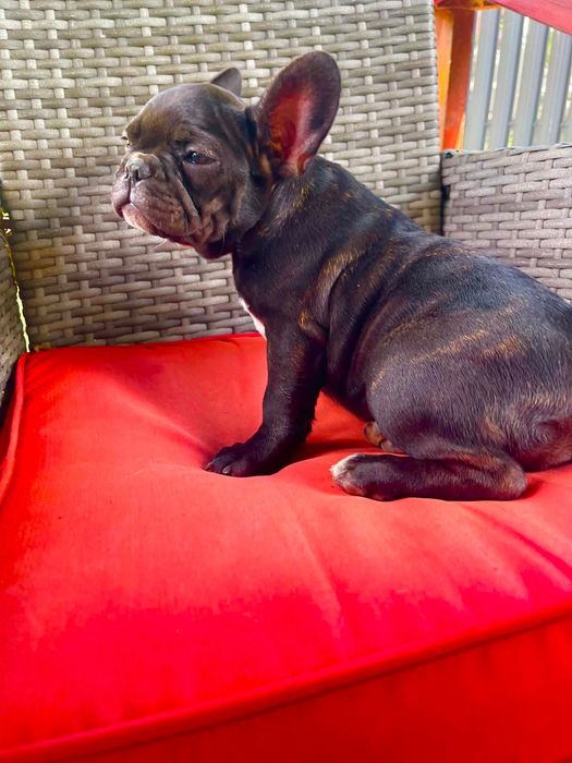 Bulldog francez femelă black brindle
