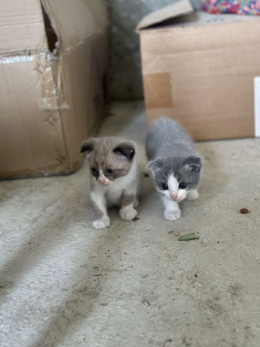 Котята  2 месяцев Самарканд