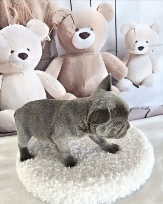 Френски булдог еритна кръвна линия