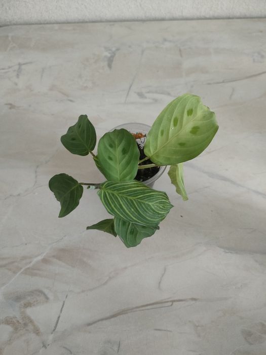 Продам цветы разные