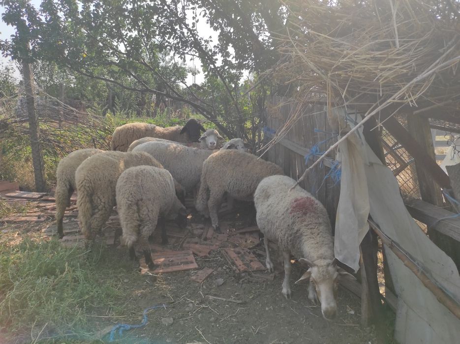 Oi sterpe , miei și  berbeci de vânzare