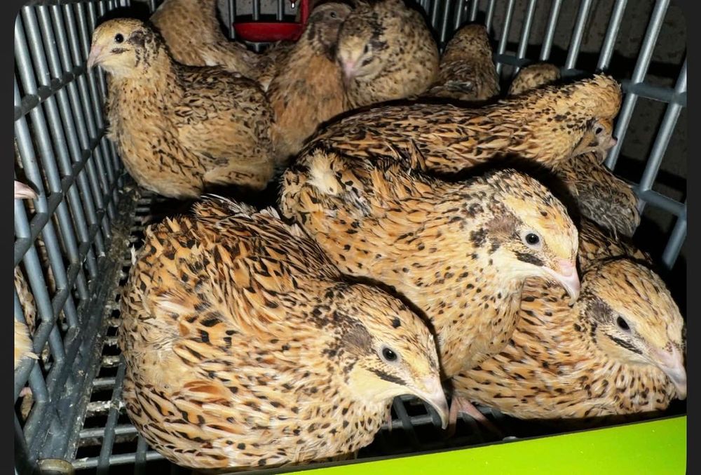 Яйца от пъдпъдъци за люпене и консумация