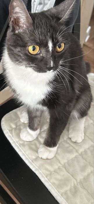 Одам кошечку в хорошие руки