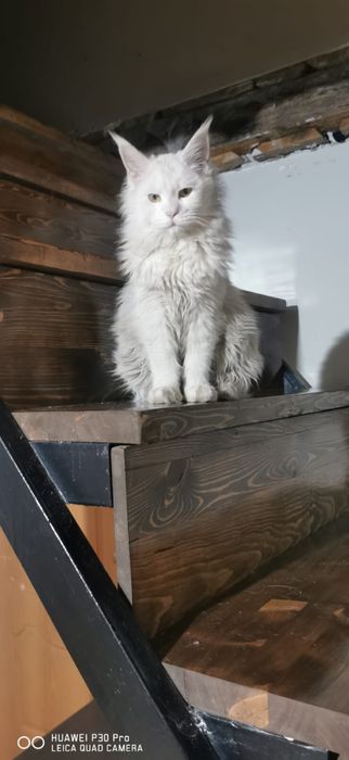 Мейн кун котята  мальчик и 2 девочки