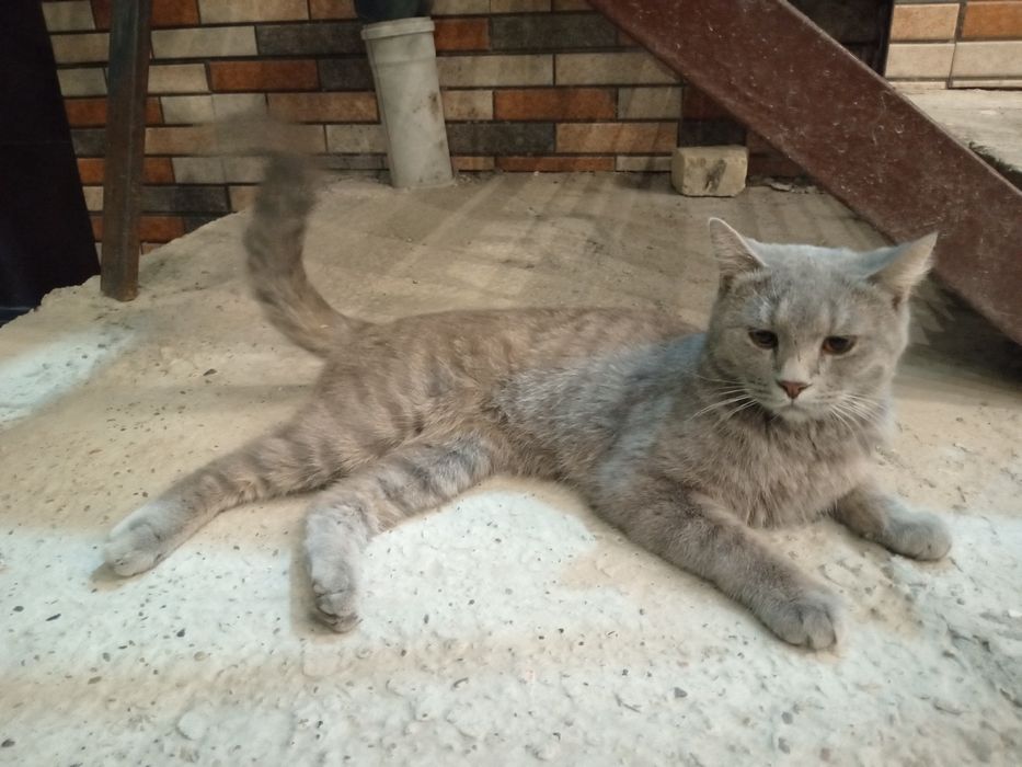 Turetski angora  rangi seriy