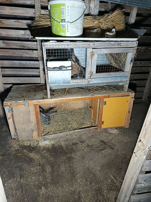 Продам кроликов великаны