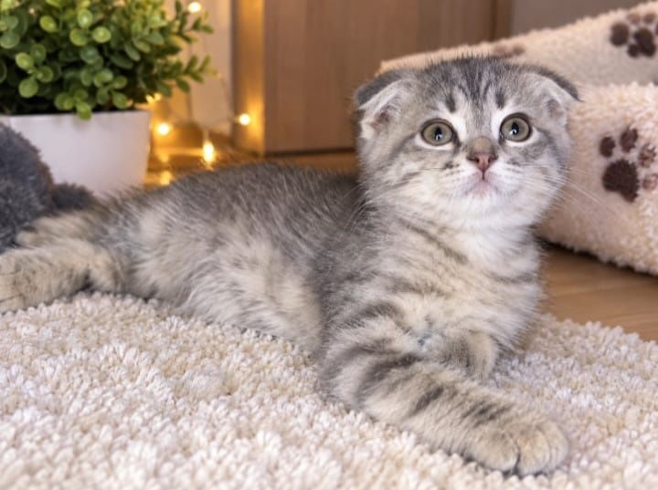 Шотландские вислоухие котята
