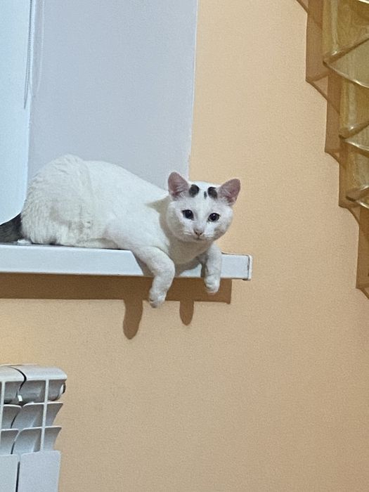 Срочно,Кот мальчик 1 год