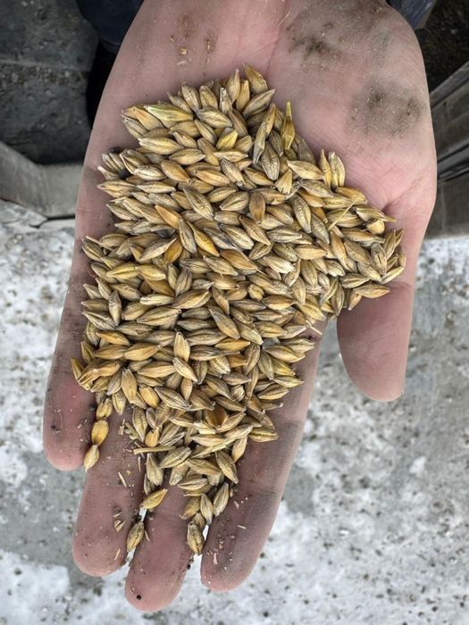 Продается ячмень