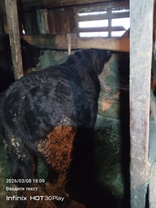 Продам быка больше года!