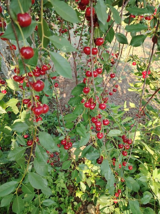 Продается вишня с дачи