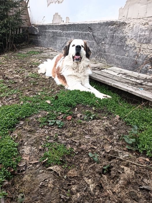 Отдам даром московская сторожевая