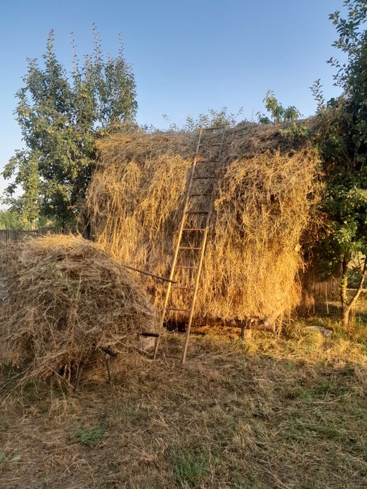 Vind earba și din stog