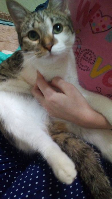 Прикольная стерилизованная кошечка