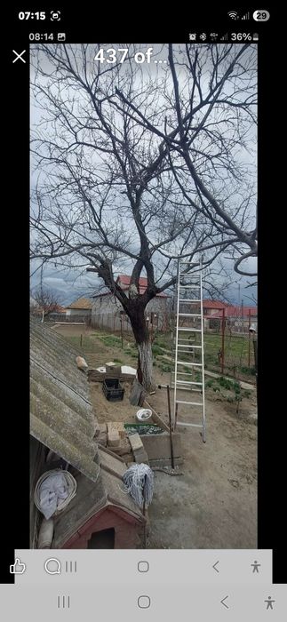 Toaletez pomi fructiferi