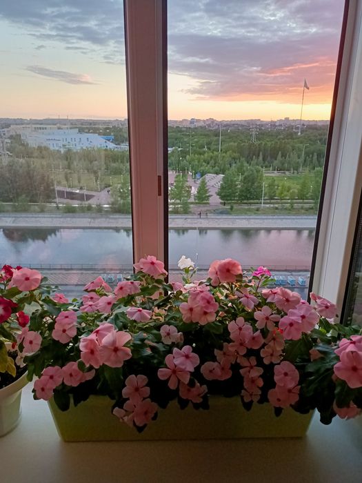 Продам садовые и домашние цветы катарантус