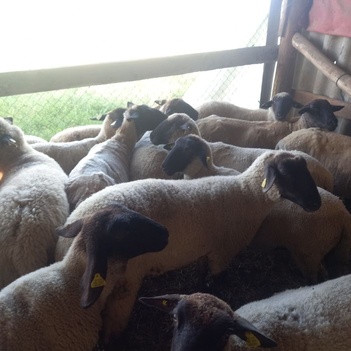 Oi sufolk si mégis tinere si gestante