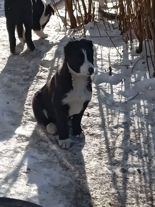 Щенки в добрые руки