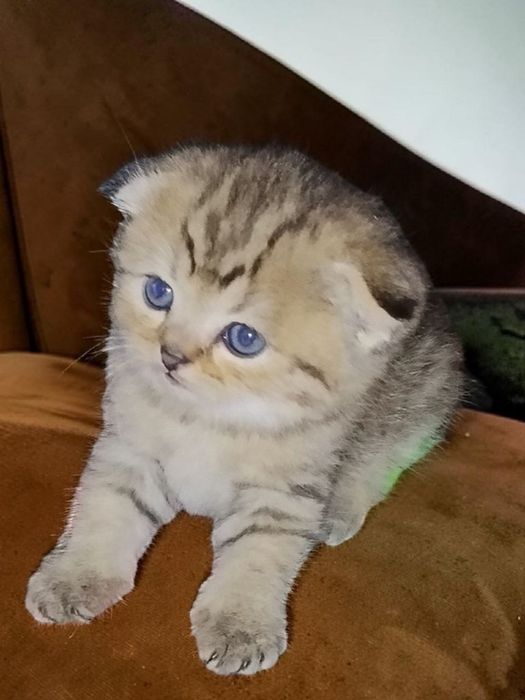 Шотланский скоттиш фолд! Золотая шиншилла табби!