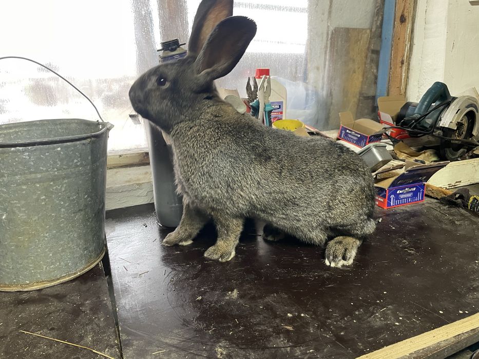 Продам кроликоков