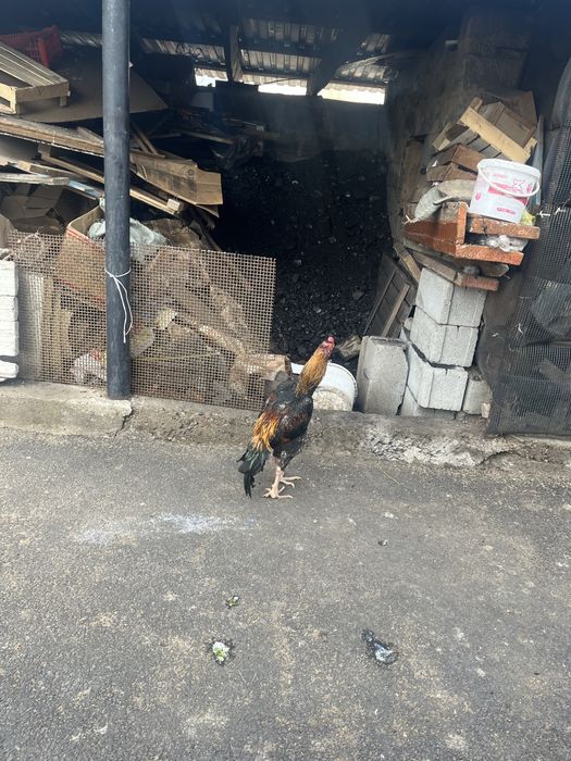 Продам петуха джуджик