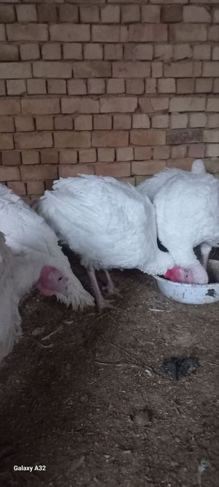 Big 6 kurkalari sotiladi