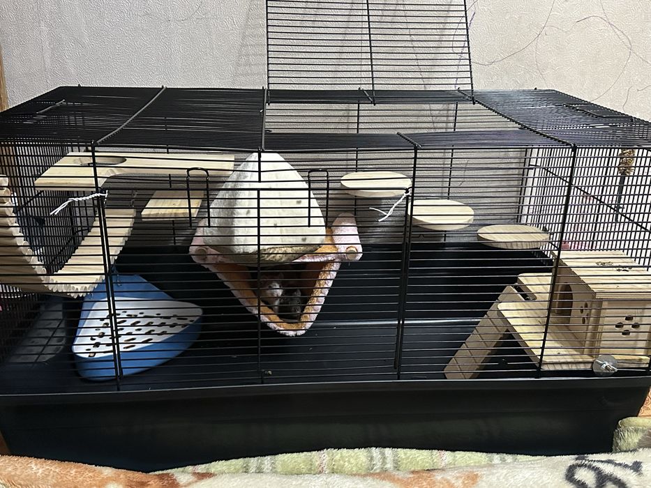 Продаю 2-х крысок