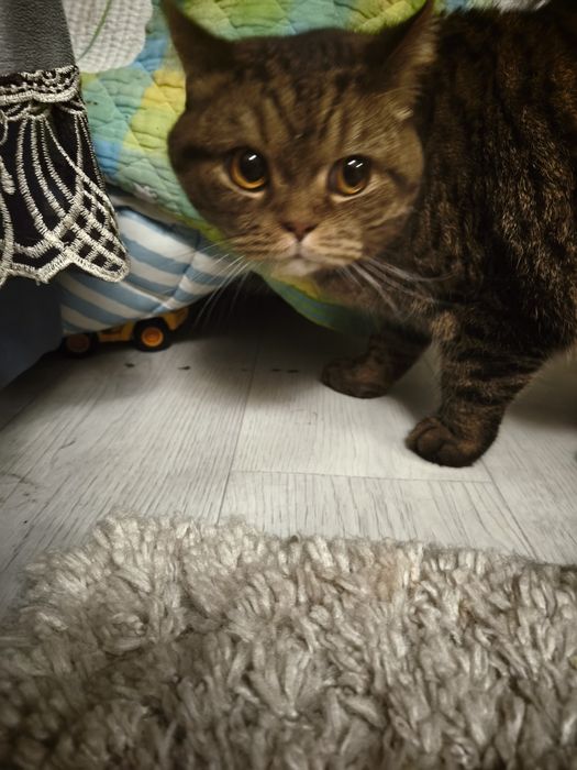 Срочно отдам кота батона