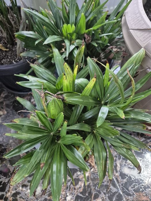 rasaduri / pui palmieri