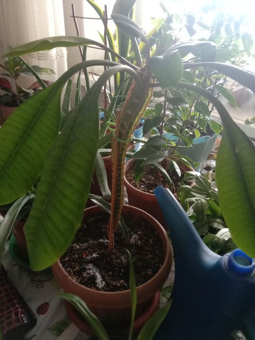 Комнатные цветы в продаже