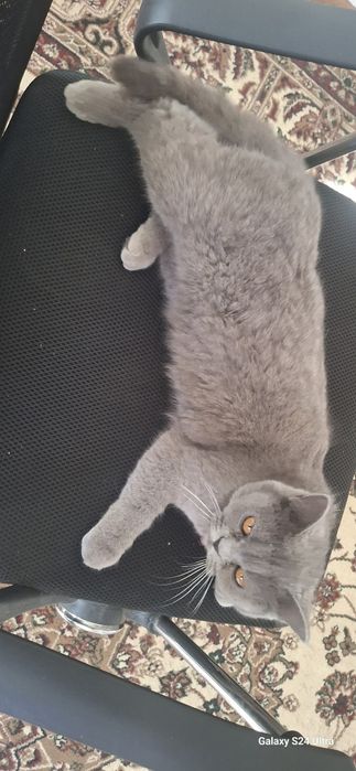 скотиш страйт срочно продам