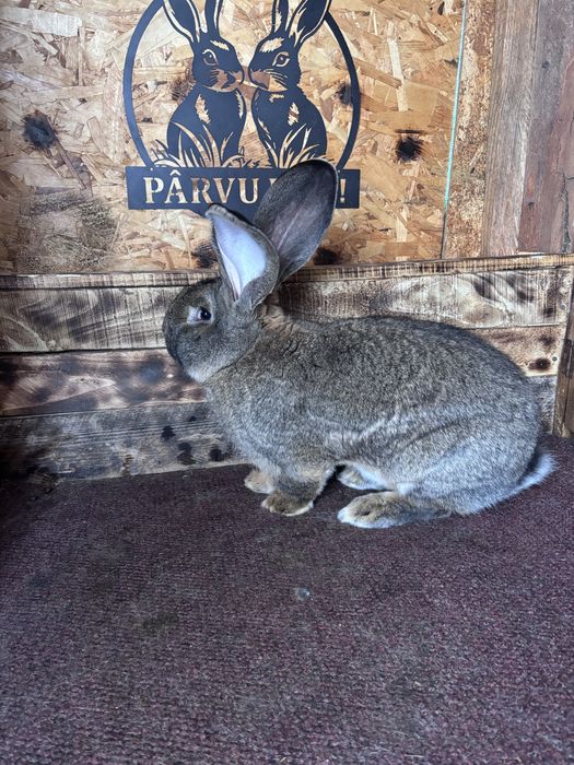 Uriasi german gri cu certificat de origine