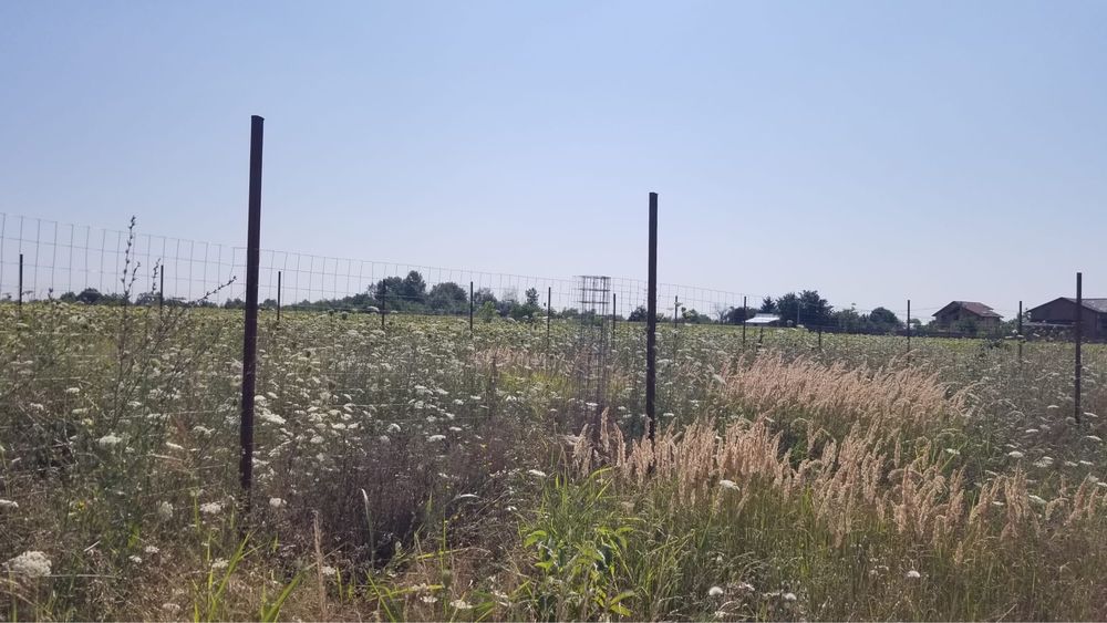 Teren intravilan in Ciorogârla/Darvari Acte la Zi