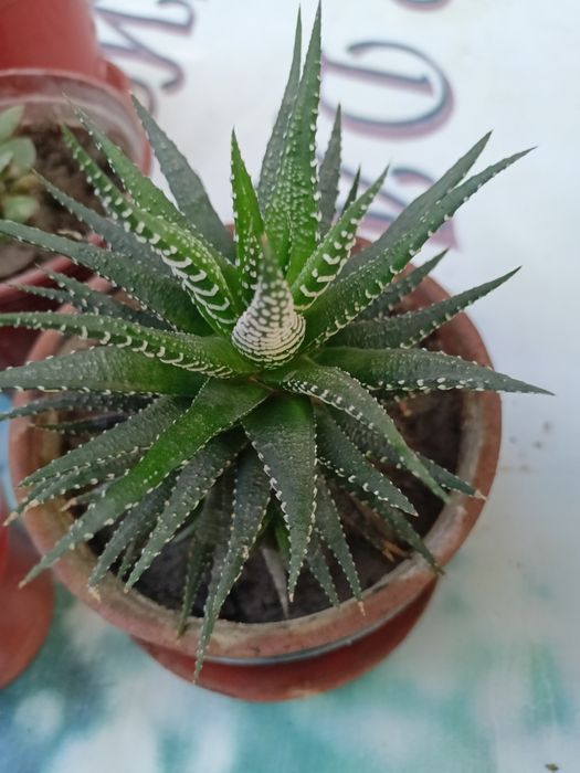 Домашние цветы из дома