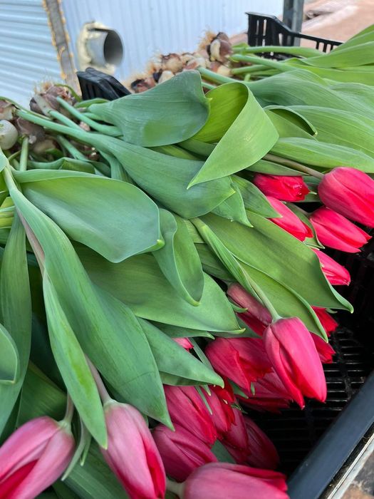 Продам тюльпаны на 8 марта