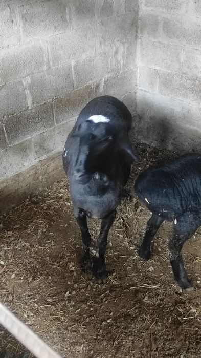 Исори койилар сотилади