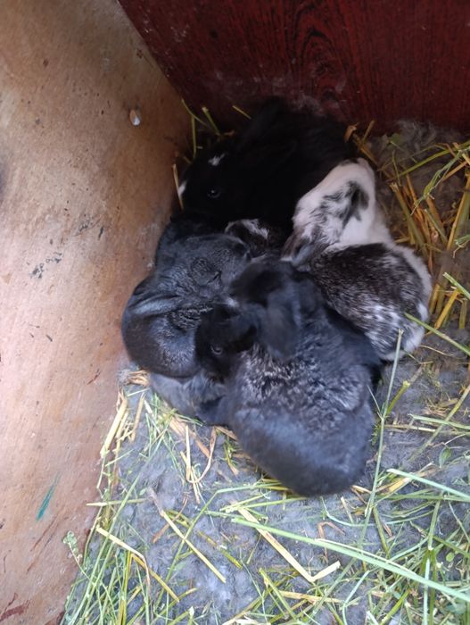 Крольчата  месячные