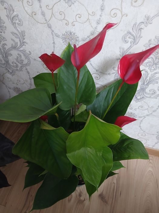 Комнатные растения