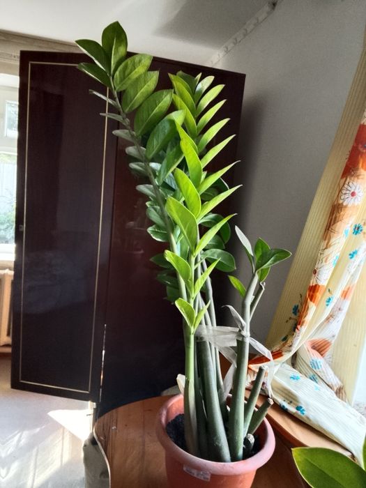 Замиокулькас растение