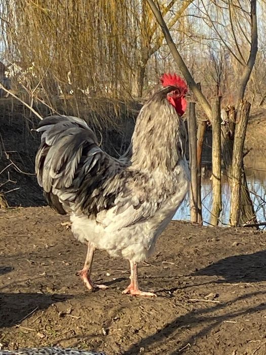 Cocoși tineret din mai anul trecut