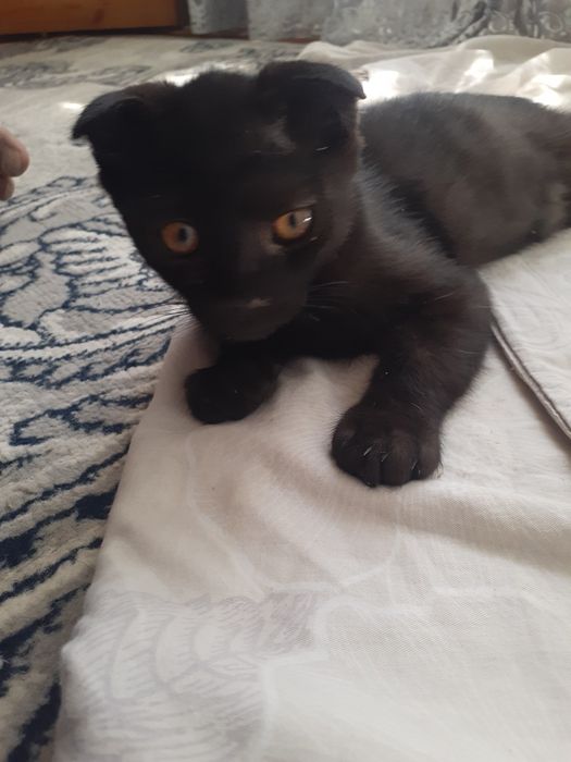 Shotlandiskiy mushuk